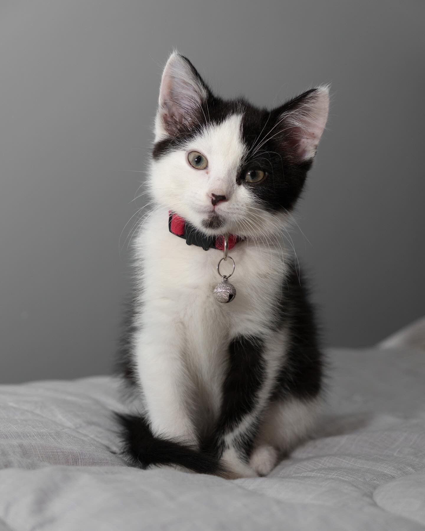 Animal - Yumi