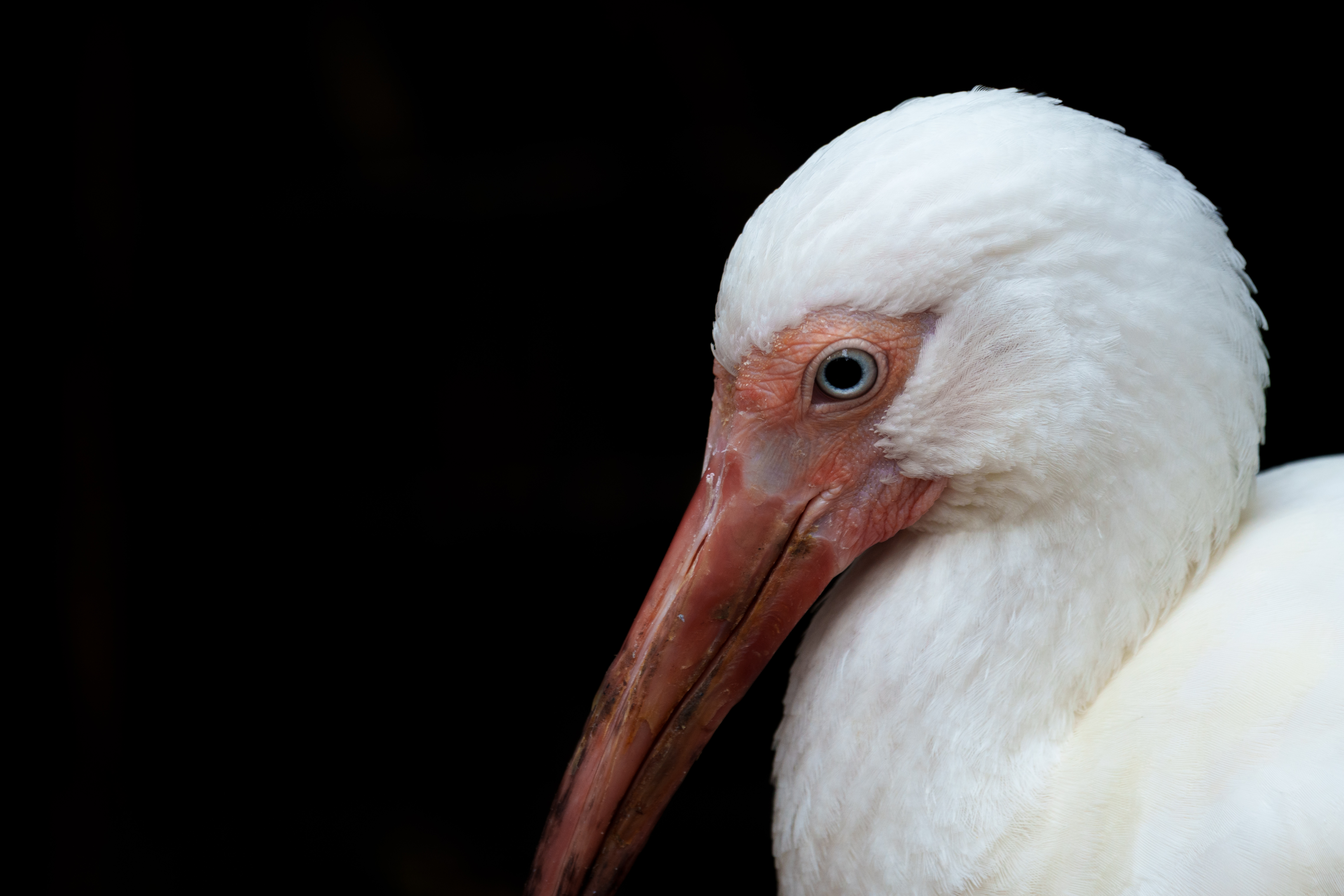 Animal - Bird Bill