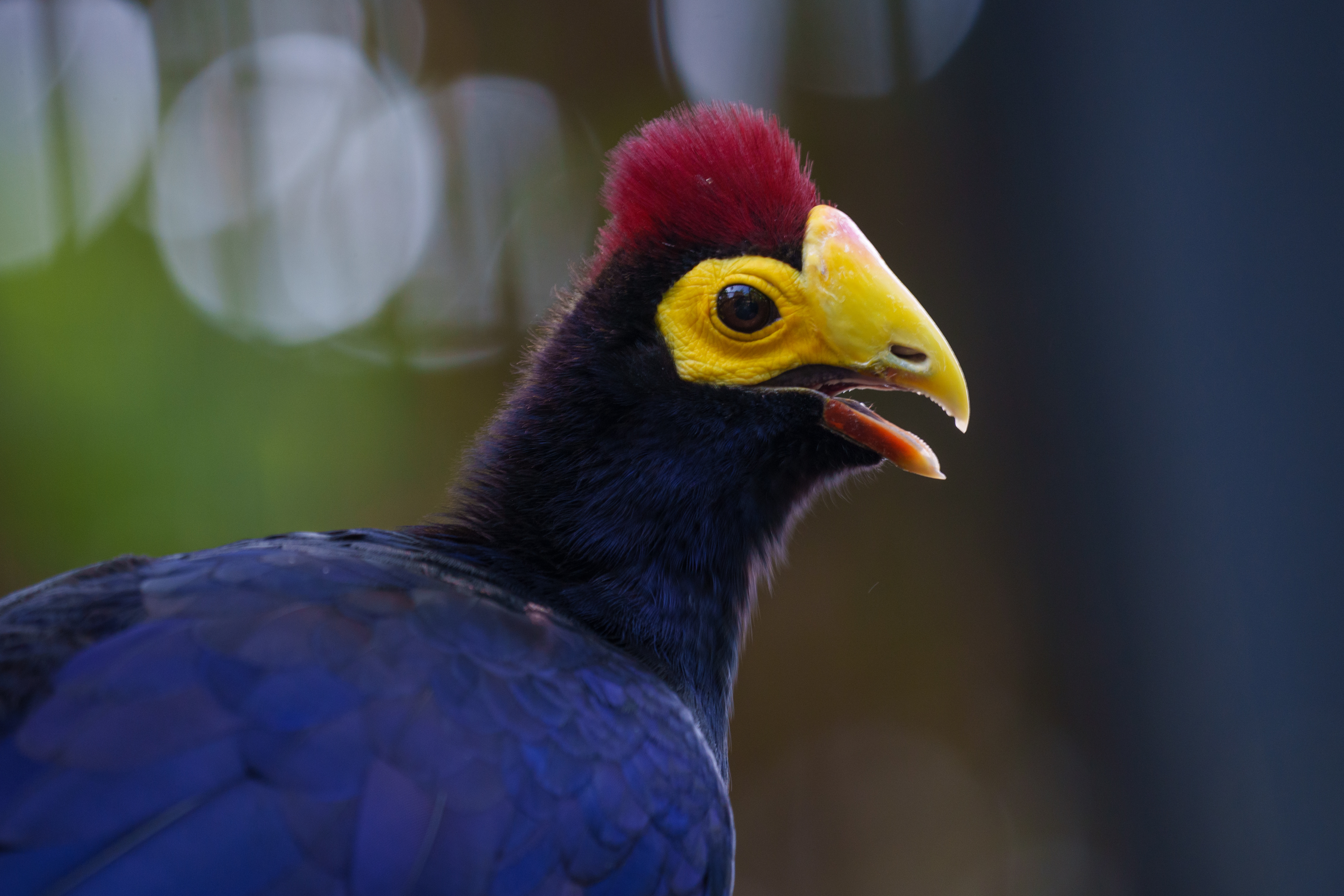 Animal - Blue Bird