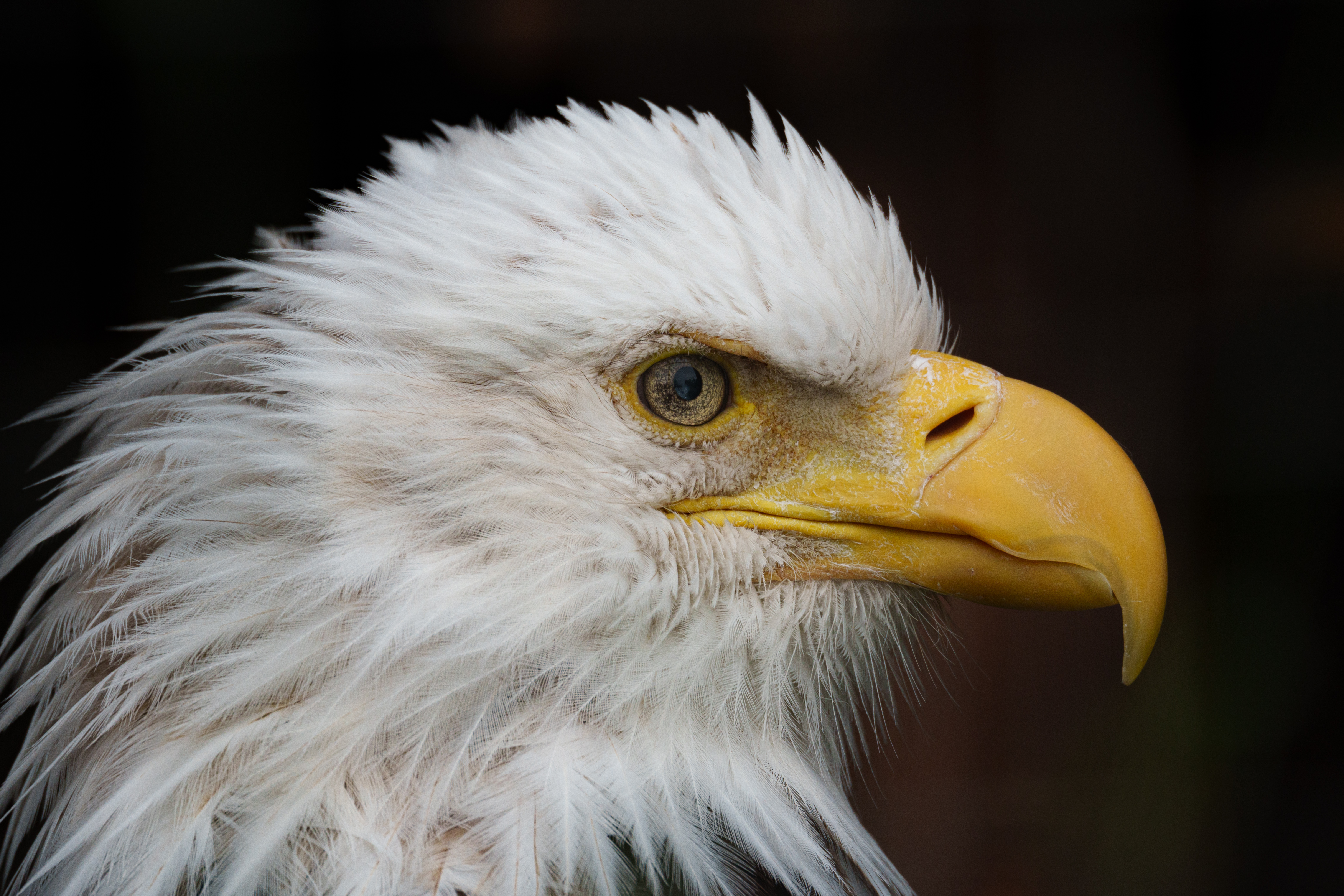 Animal - Eagle