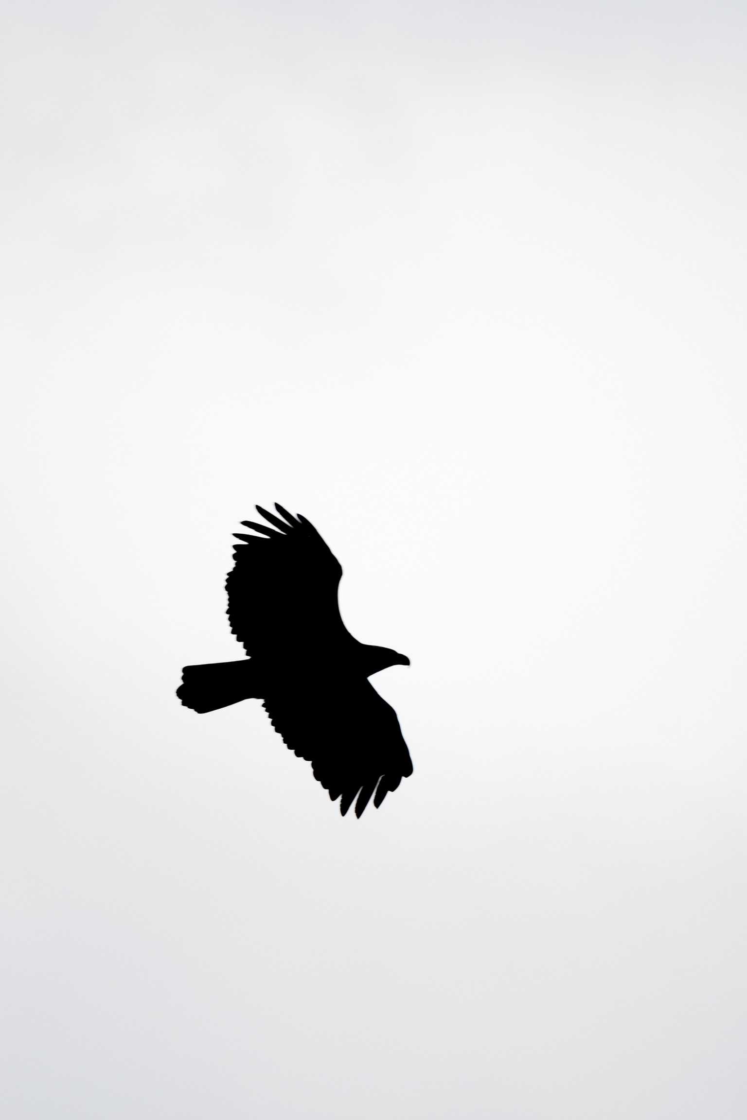 Animal - Eagle Fly