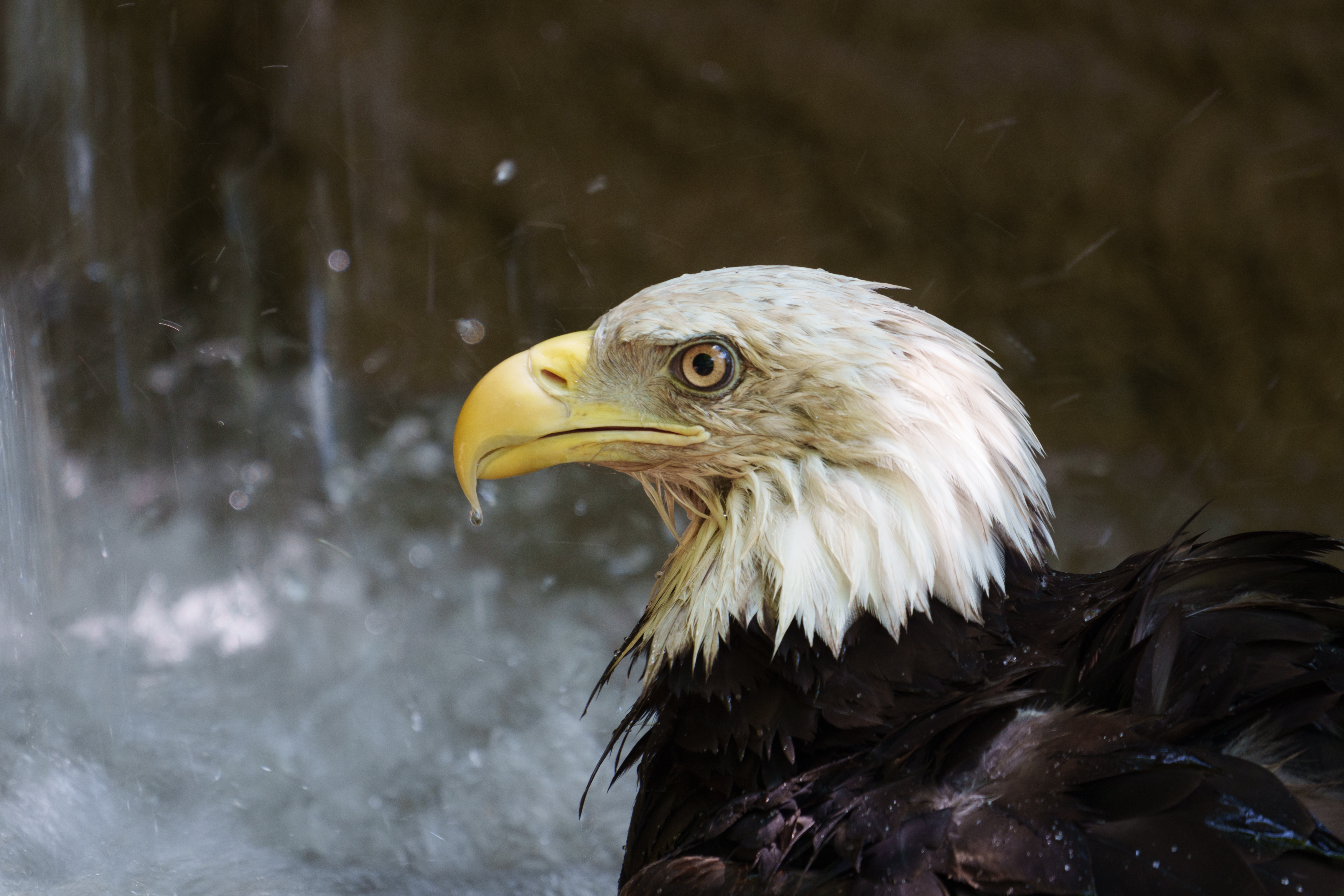 Animal - Eagle Wet