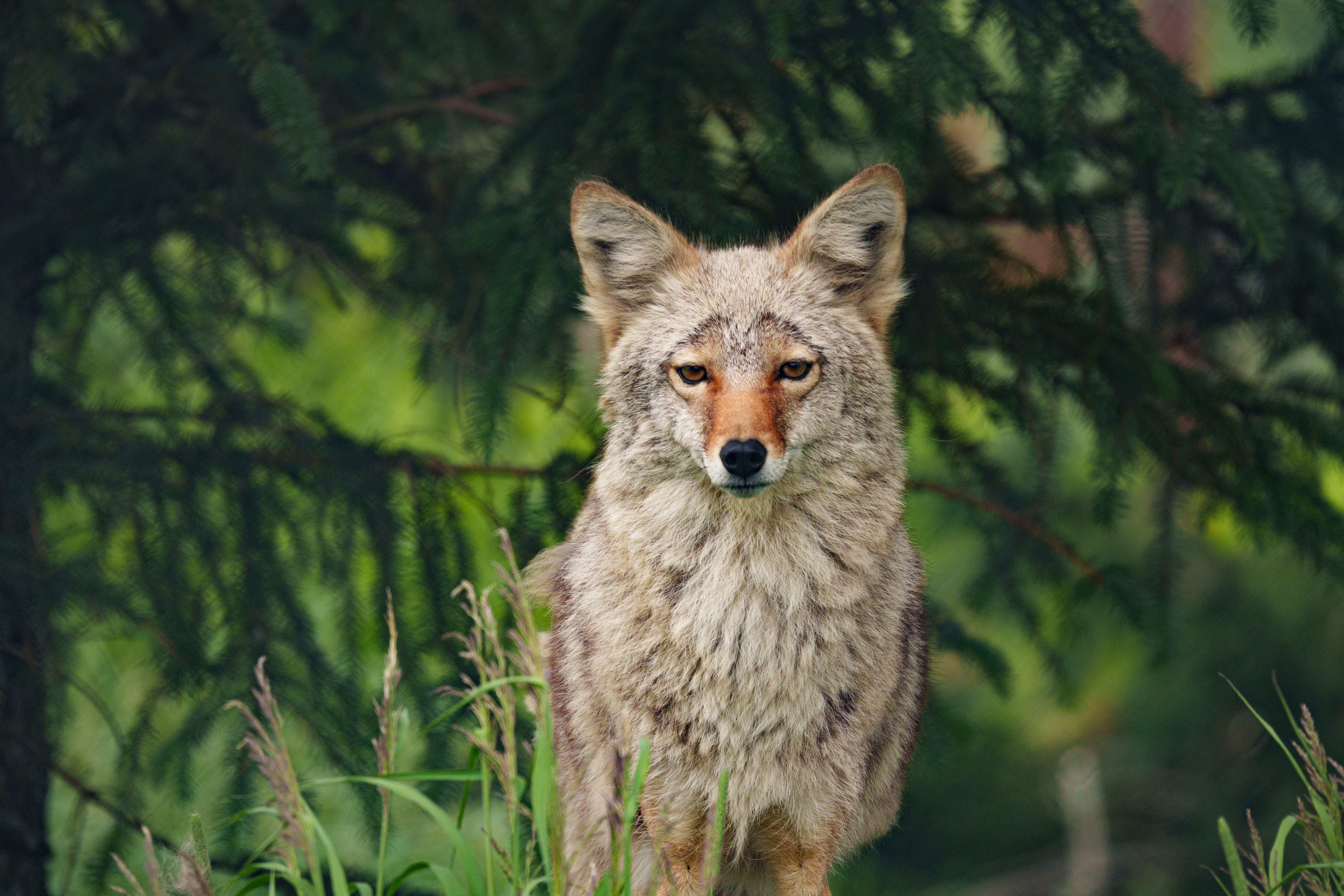 Animal - Fox