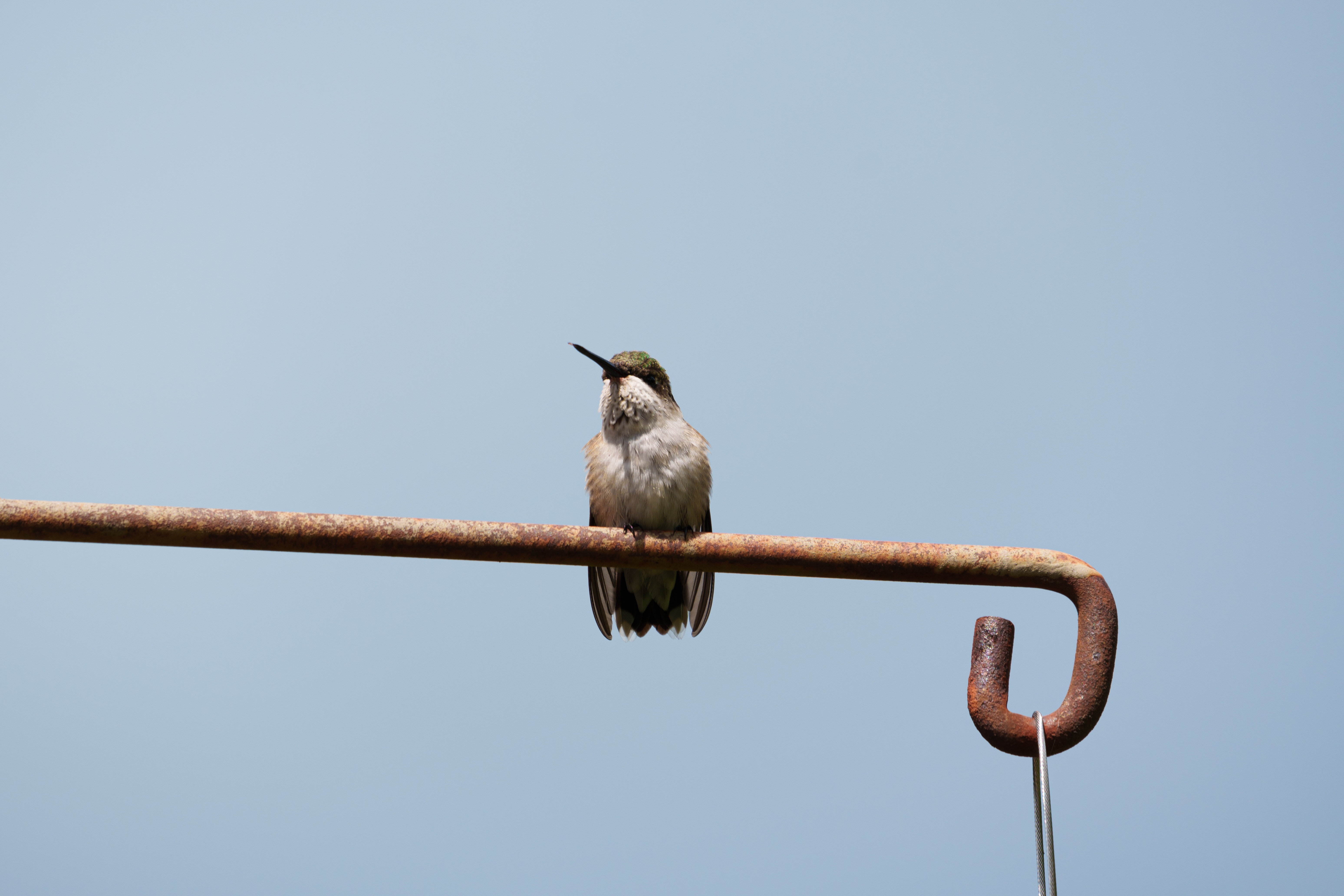 Animal - Hummingbird
