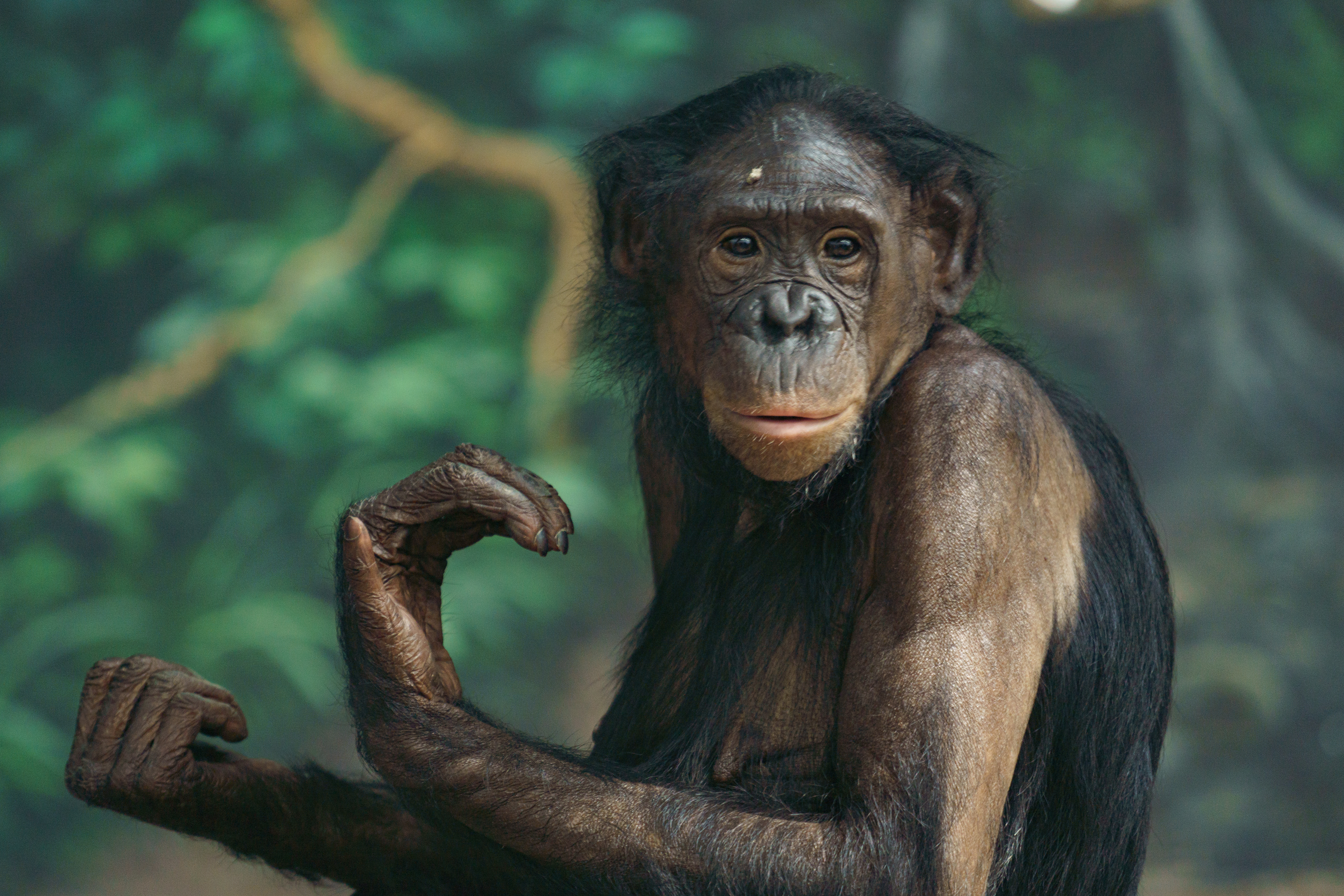 Animal - Monkey