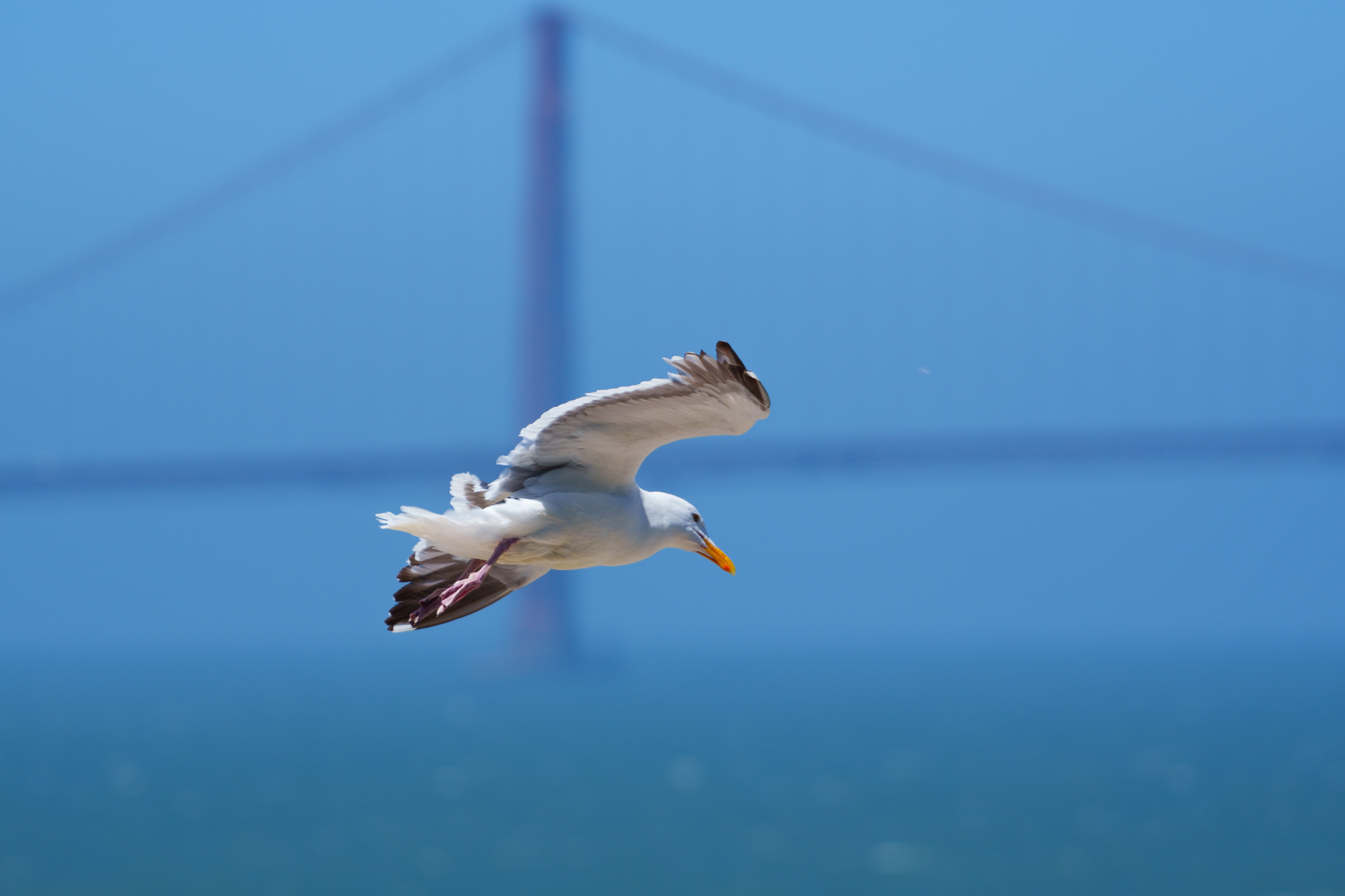 Animal - Seagull Bridge