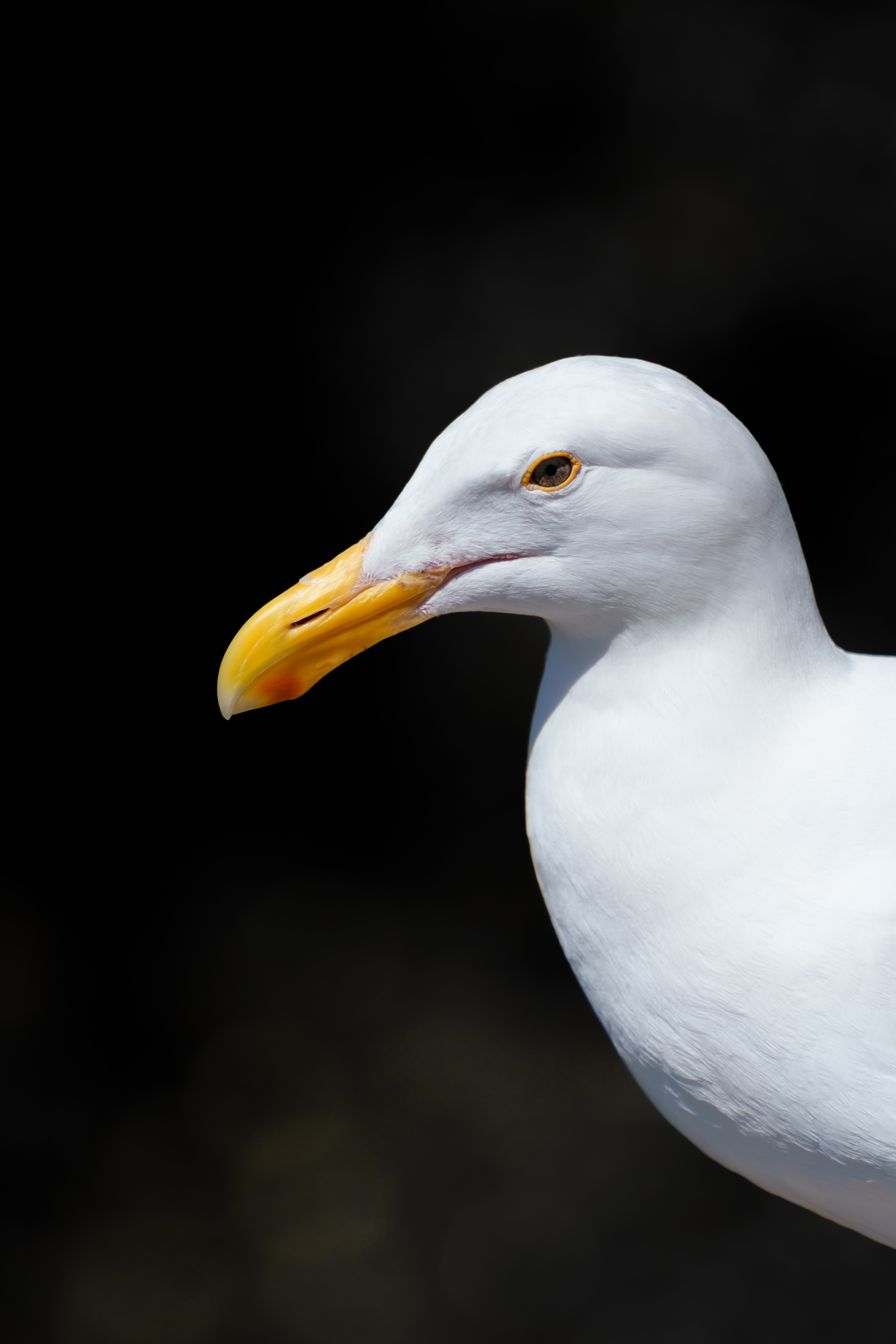 Animal - Seagull Stare