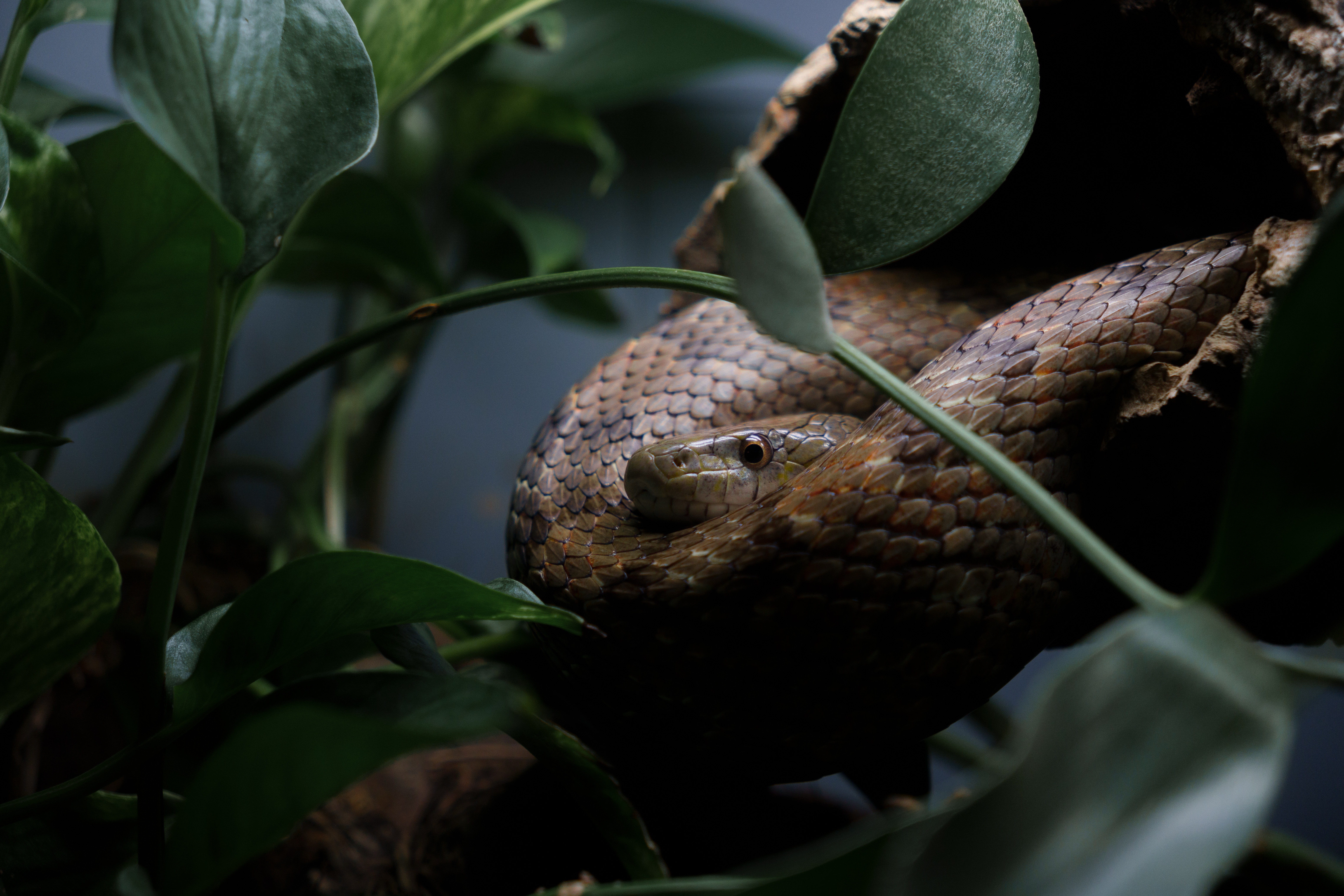 Animal - Snake