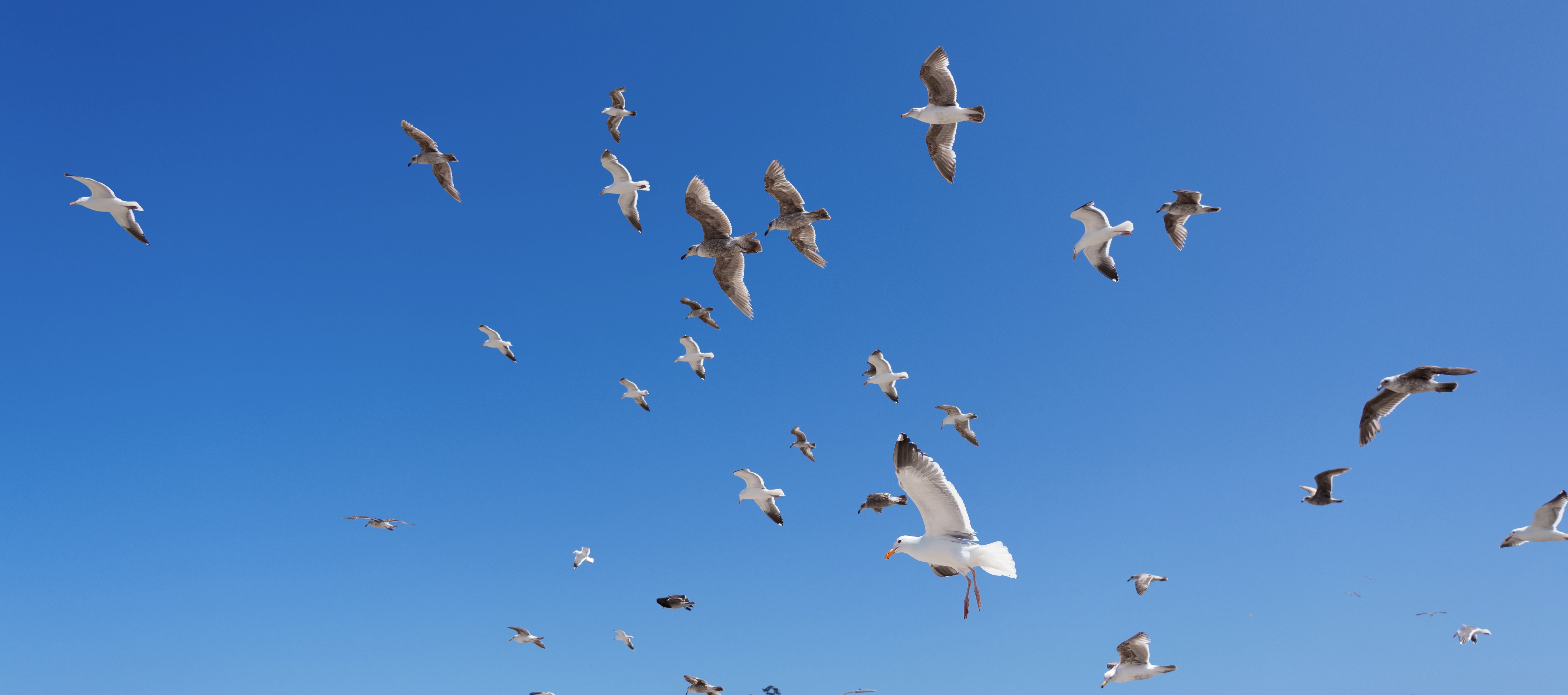 Animals - Seagull Flock