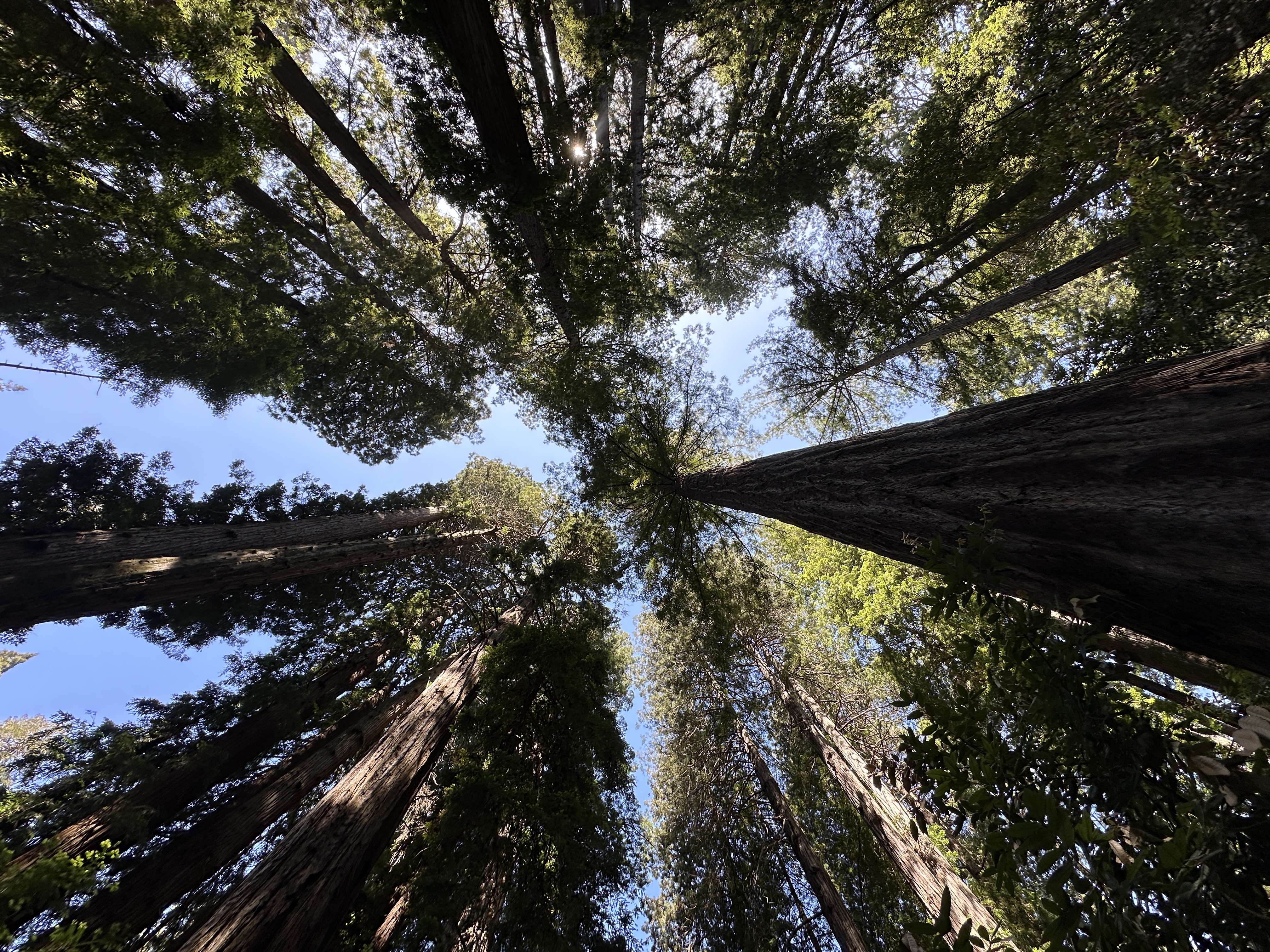 Nature - Muir Woods