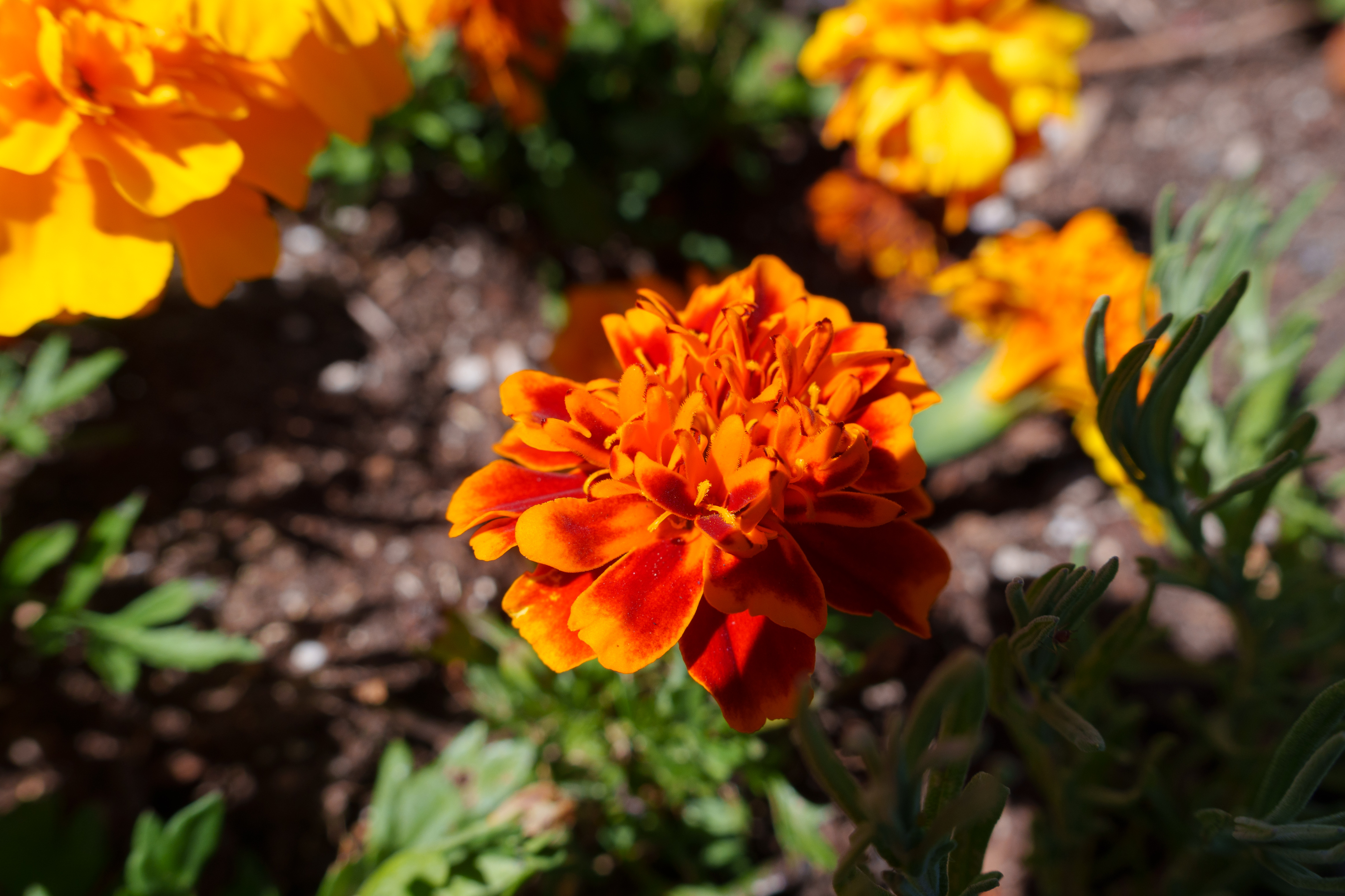 Nature - Orange Flower 2