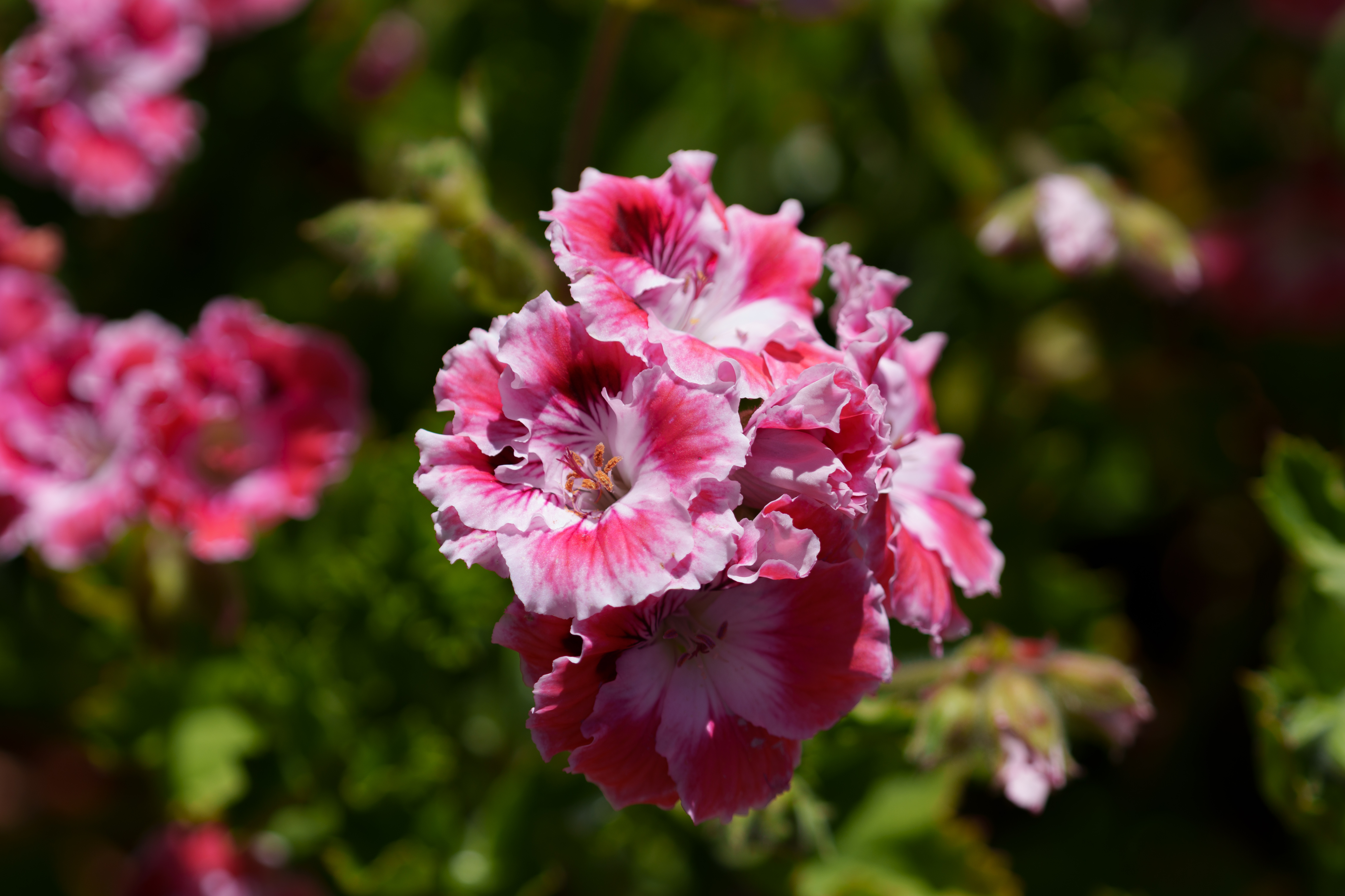 Nature - Pink Flower