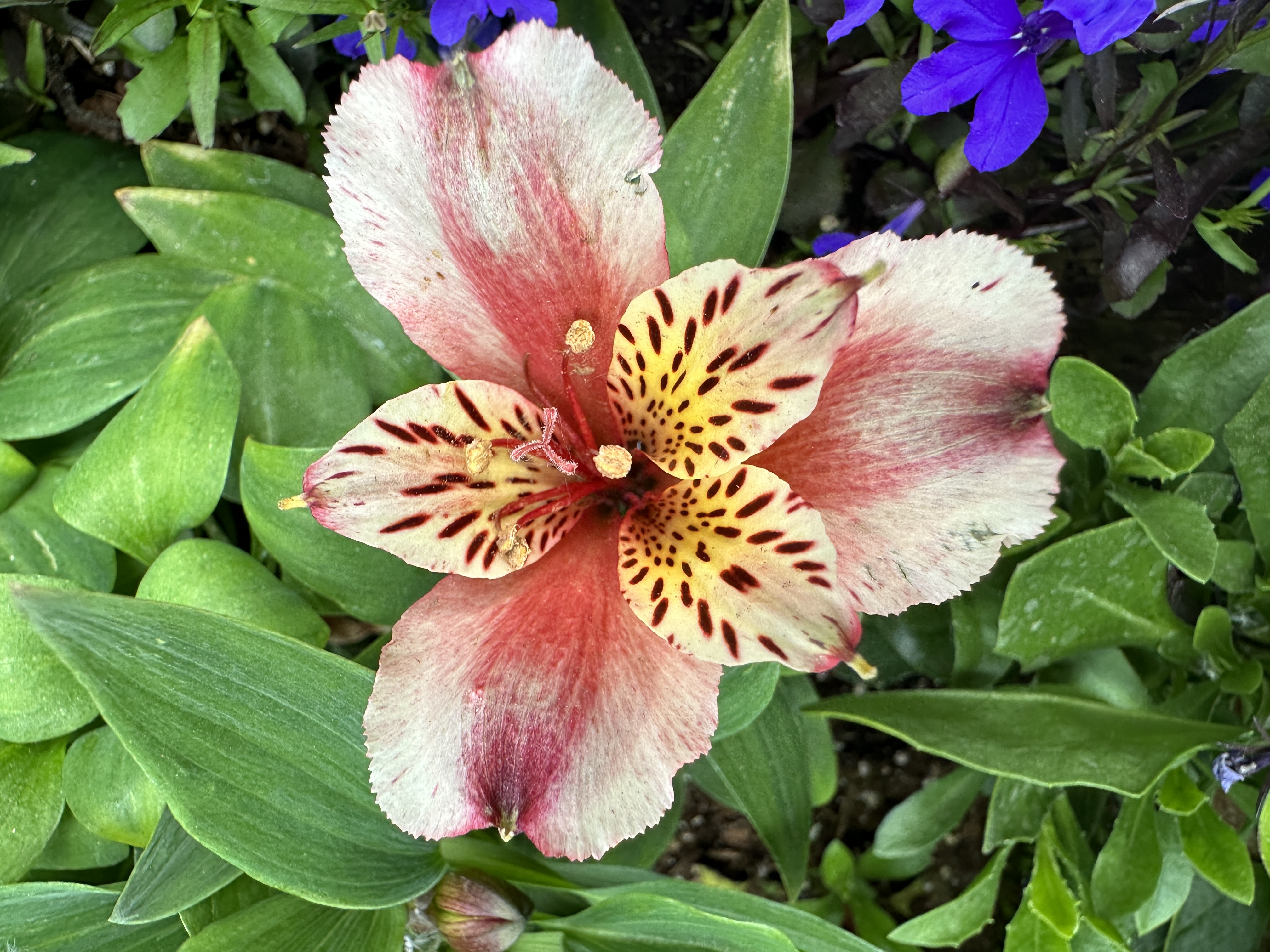 Nature - Salmon Flower